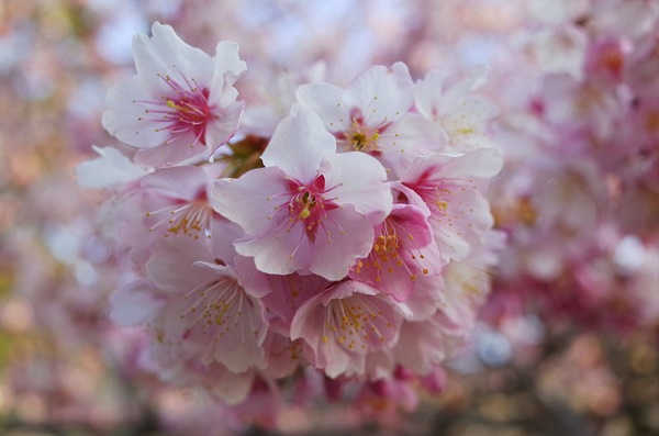 [山口]防府市向島小学校にある山口県指定天然記念物「寒桜」をみてきました