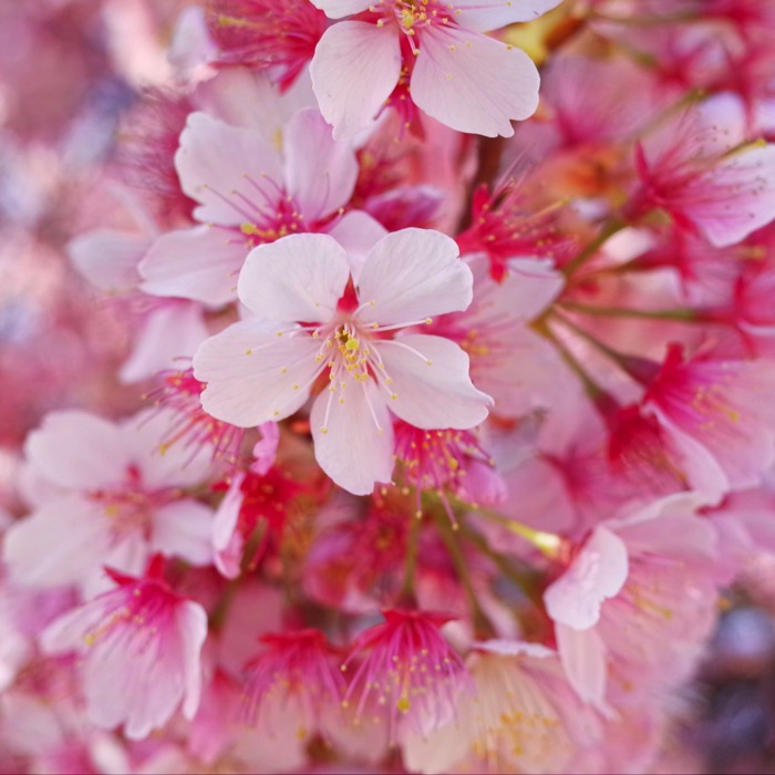 [山口]綺麗♪今年も早咲きの寒桜を見に行ってきました防府市にある向島小学校